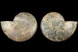 Cut & Polished, Agatized Ammonite Fossil - Madagascar #184142-1